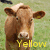 Brown cow with yellow ear tags stands in grassy field, text overlays change across frames.