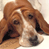 Animated contact sheet showing two frames of a Basset Hound dog with droopy ears and brown-and-white fur, alongside a blue background with "CoolBuddy.com" text.