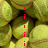 A pixelated image of greenish-yellow spherical objects with red text elements, showing animation changes in vertical and horizontal text arrangements.
