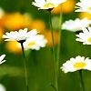 A static image of white daisies with yellow centers and green stems against a blurred green and orange background.