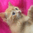Pixelated orange kitten lies on pink fabric with blue text 'JUST', 'TOO', and 'CUTE' on cyan background.