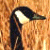 Animated icon of a goose with black, white, and brown plumage against a textured background, alongside green text reading 'Original Icons .com' on dark green.