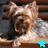 A small dog with light brown and gray fur lies on a wooden surface, each frame showing a different colored star symbol below it.