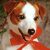 Holiday icons for AIM, MSN, MySpace and Yahoo