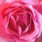 A pixelated close-up of a red and pink flower with layered petals, rendered in a low-resolution style with visible pixelation and soft color gradients.