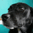 A pixelated dog head on a teal background next to red text promoting FAAOA and MySpace.