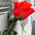 A static image of a red rose with green stem and leaves against a blurred gray and white background.