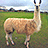 A pixelated llama stands on a grassy field with a cloudy sky background, next to orange text reading 'my llama is more gangsta than you' on a bright yellow backdrop.