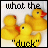 Animated contact sheet of yellow rubber ducks with text "what the duck" on a white background, showing subtle frame-to-frame variations in duck positions and expressions.