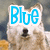 A four- shows a dog's face with text overlays changing between