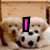 A four- shows a dog with text overlays: pink exclamation mark, blue 'LUV', green 'dogs', and empty gray