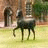 A pixelated animated buddy icon featuring a horse-like creature in motion on the left and bold text reading "SUPER FAST HORSE" on the right, displayed as a contact sheet with two frames showing slight animation differences.