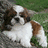 Pixelated image of a brown and white dog lying on grass next to green background with black text and heart symbols.
