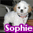 Three distinct dog images with the name 'Sophie' displayed in colored text overlays.
