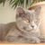 A static pixelated image of a gray tabby cat with brown patches on its head, lying down with eyes partially closed, set against a blurred background with green foliage.
