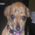 Pixelated close-up of a light brown dog with dark eyes and nose, wearing a colorful patterned collar against a dark background.