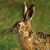 A split-frame contact sheet showing a pixelated rabbit on the left and green text reading "Original Icons .com" on the right against a dark background.