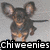A small dog with large ears and a black-and-tan coat appears in three with text overlays reading "Chiweenies," "are," and "awesome!!" on a light gray background