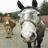 A 48x48 pixel animated contact sheet showing a donkey's face in the top-left frame and blue text on white backgrounds across other frames, with gray transparency background visible.