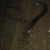 Dark brown textured background with a black curved line forming a partial heart shape, scattered white speckles, and a bright white pixel near the top right.