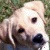 repeated dog head images on grass background with small red and white icons at bottom right corners