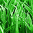 Green grassy background with black text reading KISS MY GRASS in pixelated font.