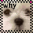 25 square showing a dog's face with changing text overlays in black and pink