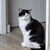 A black and white cat with a white chest and face markings sits upright on a wooden floor against a gray wall.