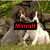 Two dogs in grassy background with text overlays; left dog has red text, right dog has green text.