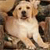 Pixelated image of a light-colored dog with brown eyes and nose, sitting upright against a blurred background of brown and green tones.