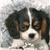 Pixelated close-up of a dog's face with dark ears, white muzzle, and brown patches above eyes against a light gray background.