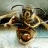 iconhell_violentstarr_diedinbondage