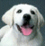 A pixelated dog with white fur and a black nose appears on the left, while green text reads 'Original Icons .com' on a dark background to the right.