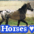 A horse walks left to right across a grassy field with blurred background, overlaid by colored text banners showing 'Horses' and heart symbols.