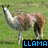 Four- shows a llama, dog-like animal, duck, and blank space with text labels