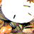 Animated icon shows a white sand dollar with black dots on top of orange-brown textured rocks and yellow-orange fish-like shapes.