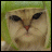 Animated contact sheet of a pixelated cat face with changing text colors across 13 frames, each displaying "KITTY DON'T LIKE YOU" in varying color schemes over the same static background.