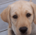 Pixelated close-up of a light brown dog's face with dark eyes and nose against a blurred background.
