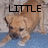 Pixelated image of a light brown dog with dark eyes and nose, standing on blue ground with beige background, displaying text above its head.