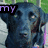 A four- shows a black dog's face with text overlays and a heart symbol, each displaying distinct visual elements