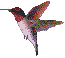 Four pixelated hummingbird frames on gray background, each with red head, white chest, and brown wings in different flight poses.