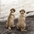 Two light brown dogs stand on hind legs against a textured background with text overlays in red and green pixelated font.
