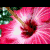 A static image displays a of six : three top- images and three bottom- text boxes with pink borders