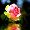 A pink and yellow rose with green leaves and a water reflection, set against a dark blurred background.