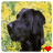 A black dog's head in profile against a yellow-green background, with red and pink hearts appearing below it; the text "I Love Bensley" on a pink