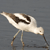 A pixelated bird with white and brown plumage stands on two thin legs against a gray background, its head lowered toward the ground.