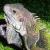 A pixelated static image shows a light-colored reptile-like creature with textured skin and dark eyes against a blurred green background.
