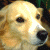 Pixelated dog head on left, green background with 'Original Icons .com' text on right.