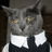 Gray cat with yellow eyes wearing a white collar and dark clothing against a brown background.