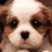 Pixelated dog face with brown and white fur, black nose, and dark eyes, next to blue pixelated text on light blue and gray backgrounds.
